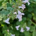 Clinopodium nepetaFlor