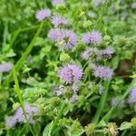 Mentha pulegium Kvet