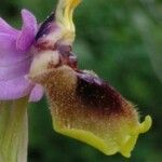 Ophrys tenthredinifera Цвят