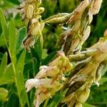 Astragalus frigidus Blomst