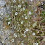 Sedum fragrans Habitus