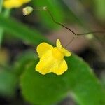 Utricularia subulata Flower