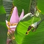 Musa ornata Flower