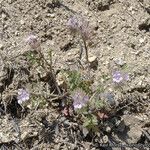 Phacelia cryptantha অভ্যাস