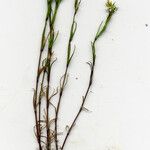 Sabulina tenuifolia Flower