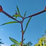 Ludwigia octovalvis Blomst