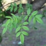 Chrysojasminum humile Leaf