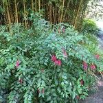 Fuchsia magellanica Hábito