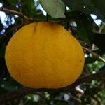 Citrus sinensis Other