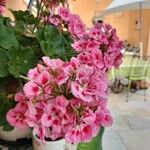 Pelargonium zonaleЦветок