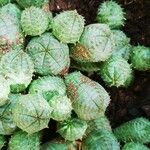 Euphorbia pseudoglobosa Bark