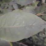 Aegle marmelos Hoja