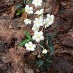 Chimaphila maculata Hoja