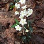 Chimaphila maculata 叶