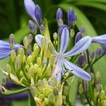 Agapanthus africanus Flower