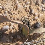 Welwitschia mirabilis Blatt