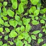 Pyrola elliptica Leaf