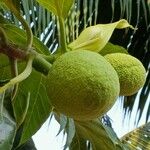 Artocarpus altilisПлід