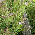 Epilobium palustre Frutto