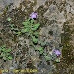 Campanula mollis Habit