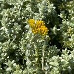 Helichrysum cymosum