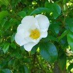 Rosa laevigata Blüte