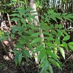 Swietenia mahagoni Ліст