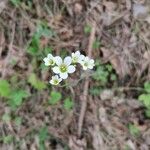 Saxifraga granulata Blomst