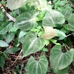 Dioscorea dodecaneura 整株植物