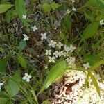 Houstonia caerulea പുഷ്പം