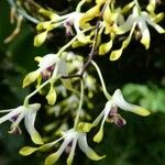 Dendrobium conanthum Flower