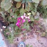 Linaria maroccana Floare