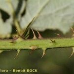 Rubus nemorosus кора