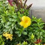 Allamanda catharticaFlor