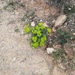 Euphorbia serrata Цвят