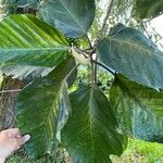 Coussapoa villosa Leaf