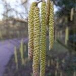 Corylus avellana Froito