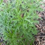 Pelargonium graveolens Feuille