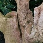 Dracaena steudneri Rinde