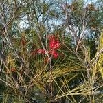 Grevillea johnsonii