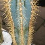 Pilosocereus pachycladus Hostoa