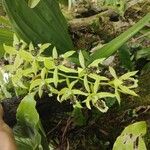 Coelogyne pandurata 花