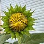 Helianthus giganteusFlower