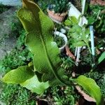 Epiphyllum oxypetalum Leaf