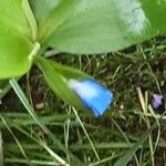 Commelina communis Bloem