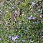 Agalinis tenuifolia Blatt