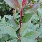 Photinia fraseri برگ