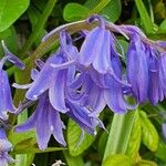 Hyacinthoides × massartiana फूल