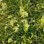 Galium × pomeranicum फूल