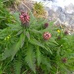 Pedicularis recutita Лист